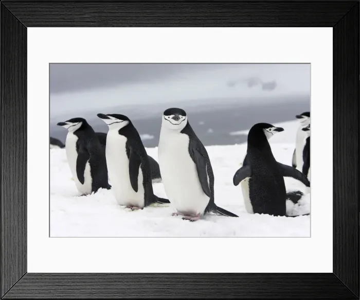 Framed Print : Chinstrap Penguins. Half Moon Island - Antarctic Peninsula Framed Print : Chinstrap Penguins. Half Moon Island - Antarctic Peninsula
