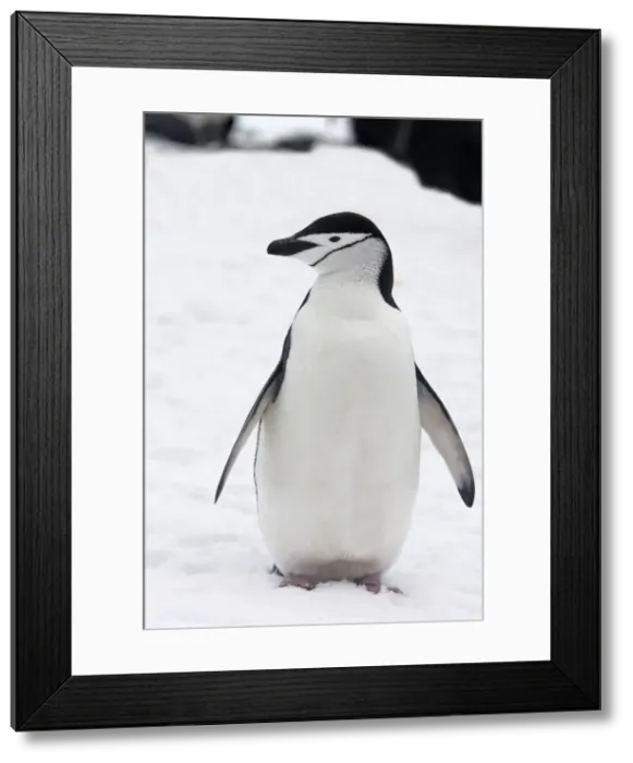Framed Print : Chinstrap Penguin. Half Moon Island - Antarctic Peninsula Framed Print : Chinstrap Penguin. Half Moon Island - Antarctic Peninsula