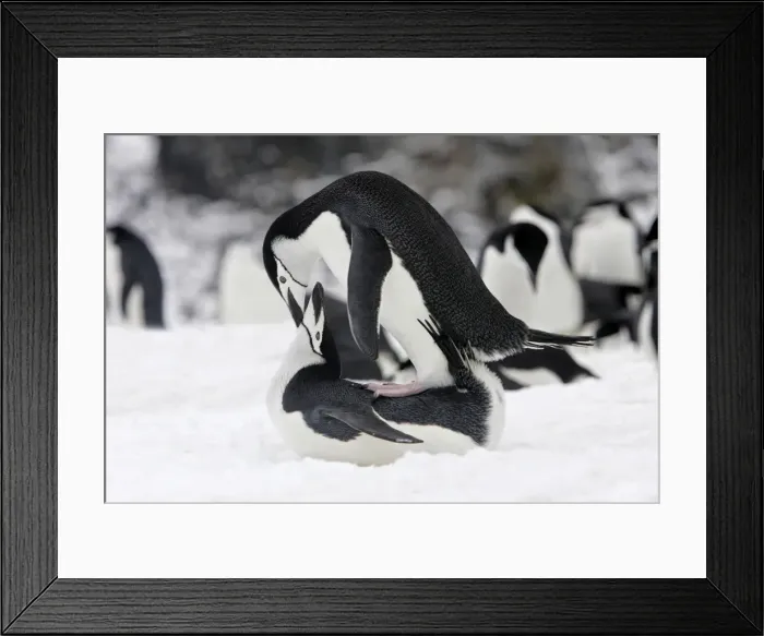 Framed Print : Chinstrap Penguin - mating. Half Moon Island - Antarctic Peninsula Framed Print : Chinstrap Penguin - mating. Half Moon Island - Antarctic Peninsula