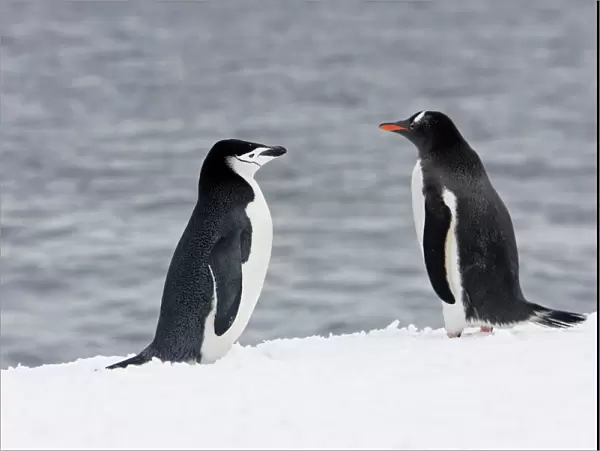 Chinstrap Penguin - next to a Gentoo Penguin (Pygoscelis papua). Half Moon Island - Antarctic Peninsula
