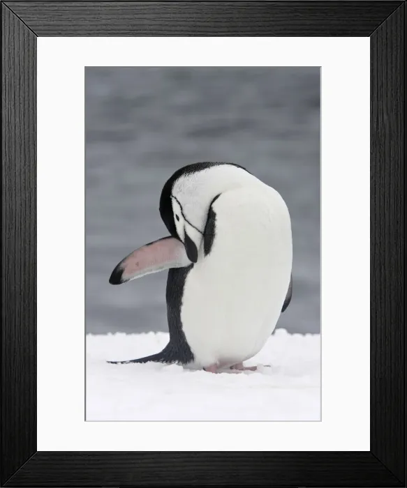 Framed Print : Chinstrap Penguin - preening. Half Moon Island - Antarctic Peninsula Framed Print : Chinstrap Penguin - preening. Half Moon Island - Antarctic Peninsula