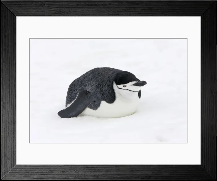 Framed Print : Chinstrap Penguin. Half Moon Island - Antarctic Peninsula