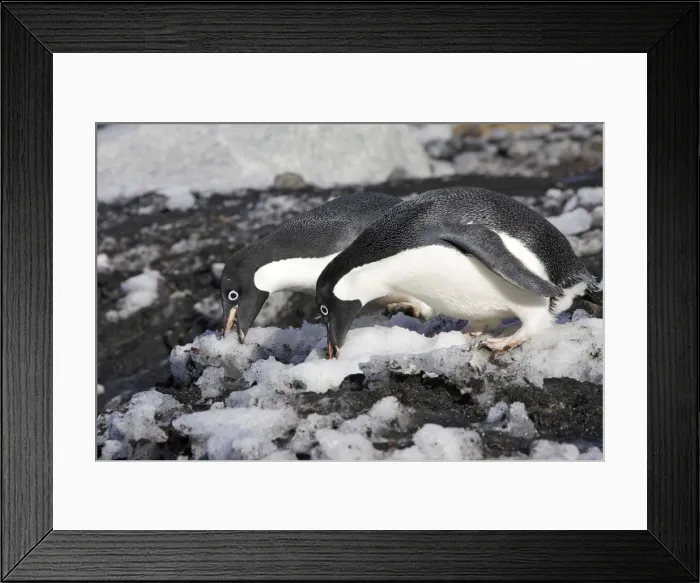 Framed Print : Adelie Penguin - two eating snow. Brown Bluff - Antarctic Peninsula Framed Print : Adelie Penguin - two eating snow. Brown Bluff - Antarctic Peninsula