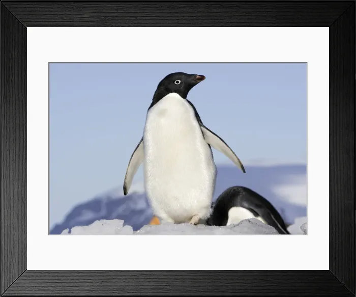 Framed Print : Adelie Penguin. Brown Bluff - Antarctic Peninsula Framed Print : Adelie Penguin. Brown Bluff - Antarctic Peninsula