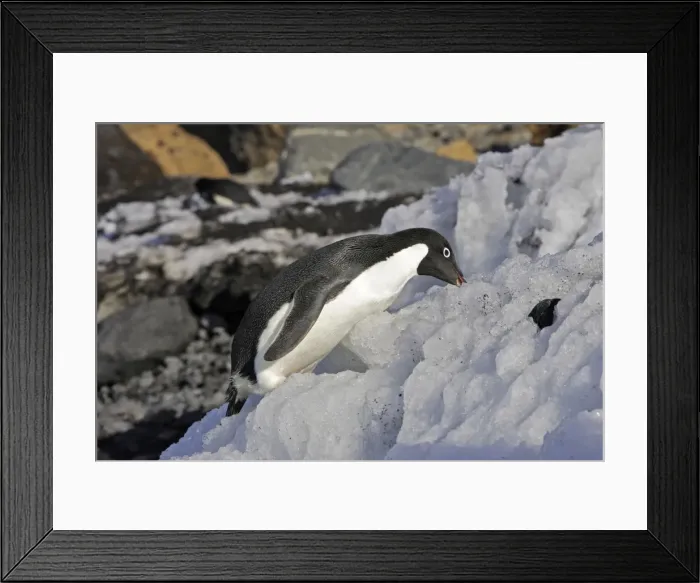 Framed Print : Adelie Penguin - eating snow. Brown Bluff - Antarctic Peninsula Framed Print : Adelie Penguin - eating snow. Brown Bluff - Antarctic Peninsula