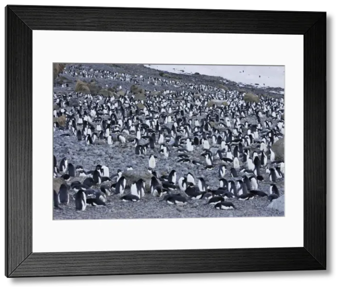 Framed Print : Adelie Penguin - colony. Brown Bluff - Antarctic Peninsula Framed Print : Adelie Penguin - colony. Brown Bluff - Antarctic Peninsula