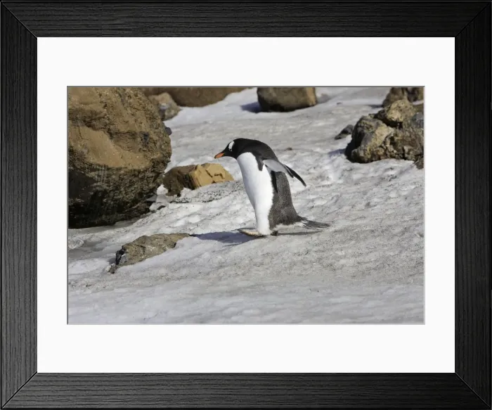 Framed Print : Gentoo Penguin. Brown Bluff - Antarctic Peninsula Framed Print : Gentoo Penguin. Brown Bluff - Antarctic Peninsula