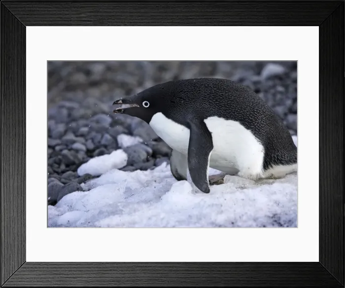 Framed Print : Adelie Penguin - eating snow. Brown Bluff - Antarctic Peninsula Framed Print : Adelie Penguin - eating snow. Brown Bluff - Antarctic Peninsula
