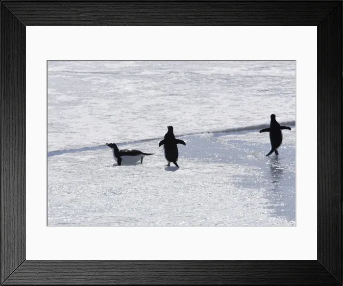 Framed Print : Adelie Penguin - three walking acroos ice. Brown Bluff - Antarctic Peninsula Framed Print : Adelie Penguin - three walking acroos ice. Brown Bluff - Antarctic Peninsula