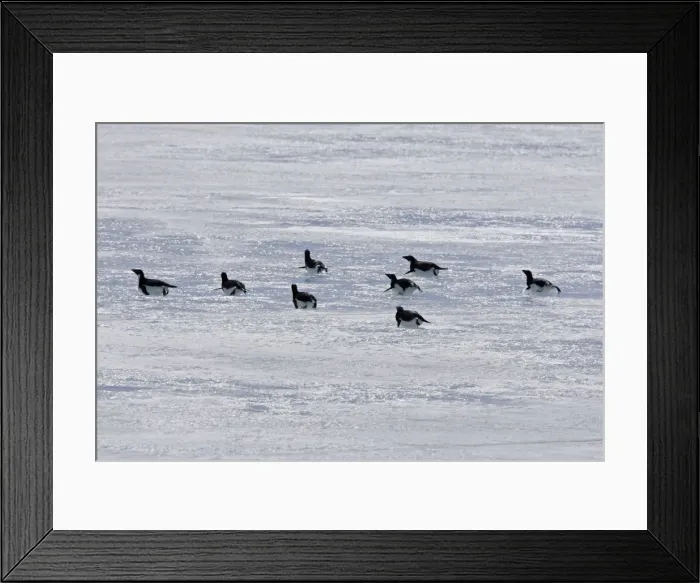 Framed Print : Adelie Penguin - group sliding across ice. Brown Bluff - Antarctic Peninsula Framed Print : Adelie Penguin - group sliding across ice. Brown Bluff - Antarctic Peninsula