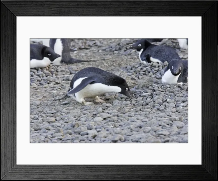 Framed Print : Adelie Penguin - collecting pebbles for nest. Brown Bluff - Antarctic Peninsula Framed Print : Adelie Penguin - collecting pebbles for nest. Brown Bluff - Antarctic Peninsula
