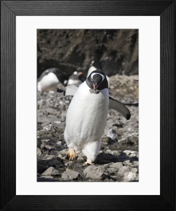 Framed Print : Gentoo Penguin - carrying pebble back to nest. Brown Bluff - Antarctic Peninsula Framed Print : Gentoo Penguin - carrying pebble back to nest. Brown Bluff - Antarctic Peninsula