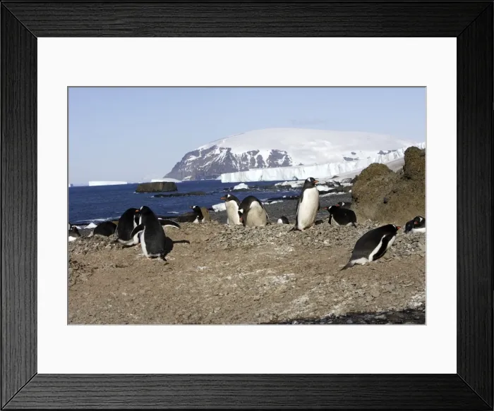 Framed Print : Gentoo Penguin - colony. Brown Bluff - Antarctic Peninsula Framed Print : Gentoo Penguin - colony. Brown Bluff - Antarctic Peninsula