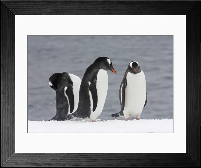 Framed Print : Gentoo Penguins. Brown Bluff - Antarctic Peninsula Framed Print : Gentoo Penguins. Brown Bluff - Antarctic Peninsula