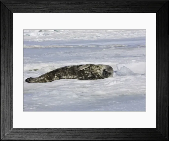 Framed Print : Weddell seal - pup on ice. Snow Hill Island - Antarctic Pennisular Framed Print : Weddell seal - pup on ice. Snow Hill Island - Antarctic Pennisular