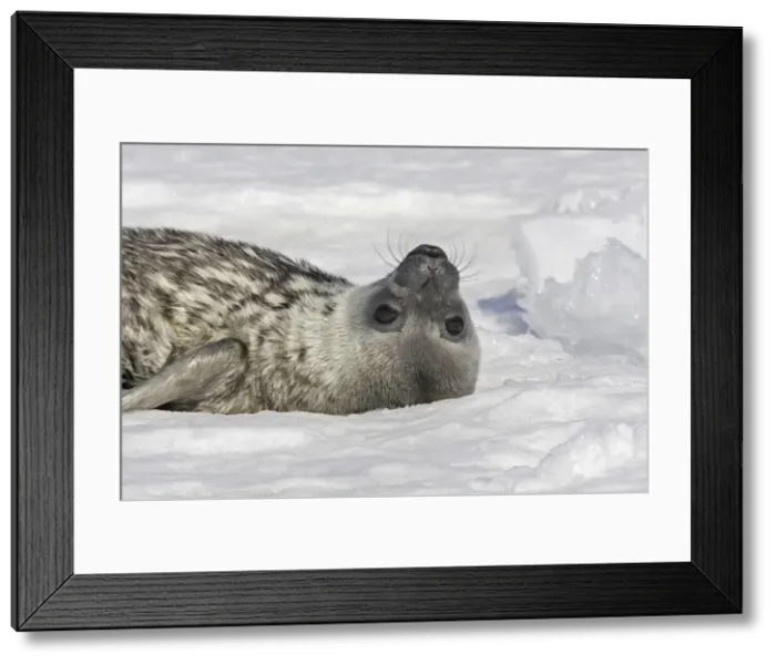 Framed Print : Weddell seal - pup on ice. Snow Hill Island - Antarctic Pennisular Framed Print : Weddell seal - pup on ice. Snow Hill Island - Antarctic Pennisular