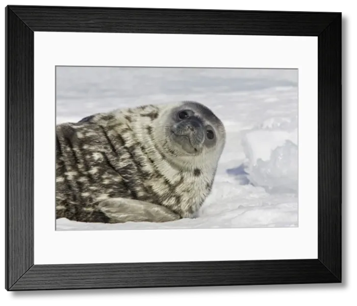Framed Print : Weddell seal - pup on ice smiling'. Snow Hill Island - Antarctic Pennisular Framed Print : Weddell seal - pup on ice smiling'. Snow Hill Island - Antarctic Pennisular