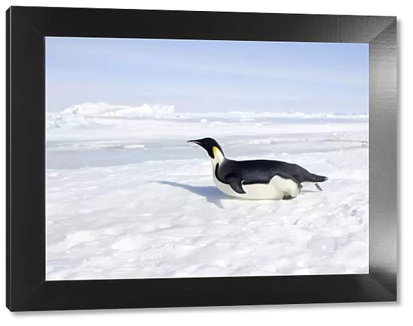 Emperor Penguin - sliding on ice. Snow Hill Island - Antarctic Pennisular