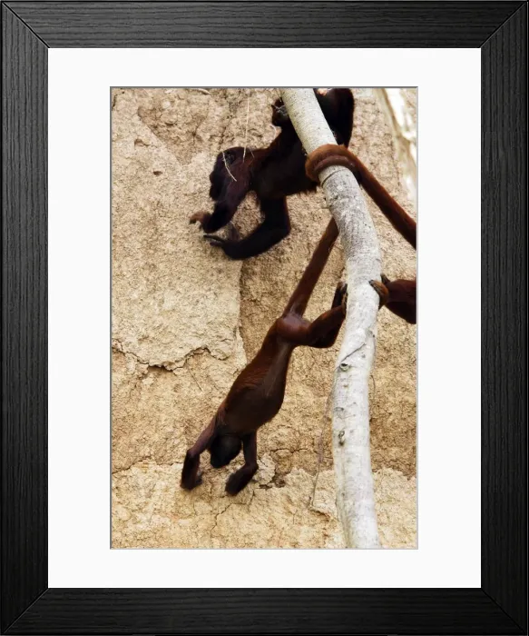 Framed Print : Red Howler Monkey - eating clay Tambopata Nature Reserve Peru Framed Print : Red Howler Monkey - eating clay Tambopata Nature Reserve Peru