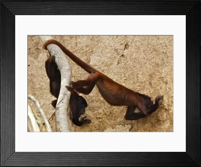 Framed Print : Red Howler Monkey eating clay Tambopata Nature Reserve Peru Framed Print : Red Howler Monkey eating clay Tambopata Nature Reserve Peru