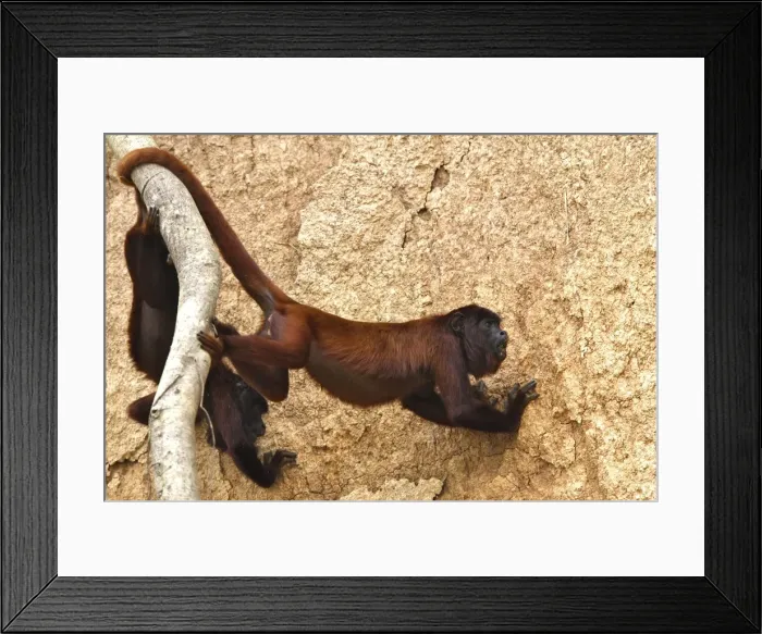 Framed Print : Red Howler Monkey - eating clay Tambopata Nature Reserve Peru Framed Print : Red Howler Monkey - eating clay Tambopata Nature Reserve Peru