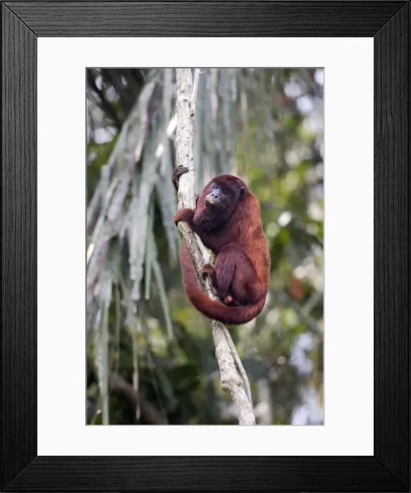 Framed Print : Red Howler Monkey - eating clay Tambopata Nature Reserve Peru Framed Print : Red Howler Monkey - eating clay Tambopata Nature Reserve Peru