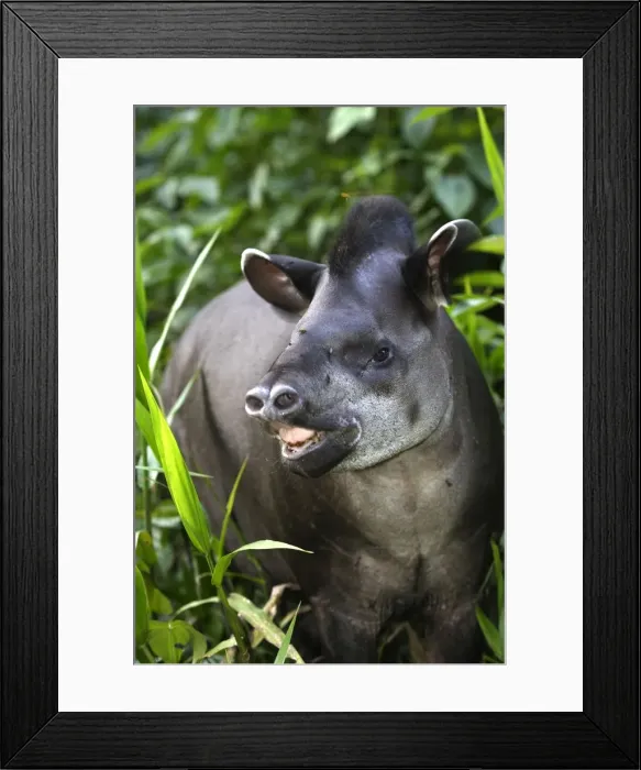 Framed Print : Brazilian Tapir Family: Tapiridae Manu Wildlife Centre Peru Framed Print : Brazilian Tapir Family: Tapiridae Manu Wildlife Centre Peru