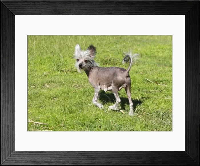 Framed Print : Chinese Crested Dog (Hairless) Framed Print : Chinese Crested Dog (Hairless)