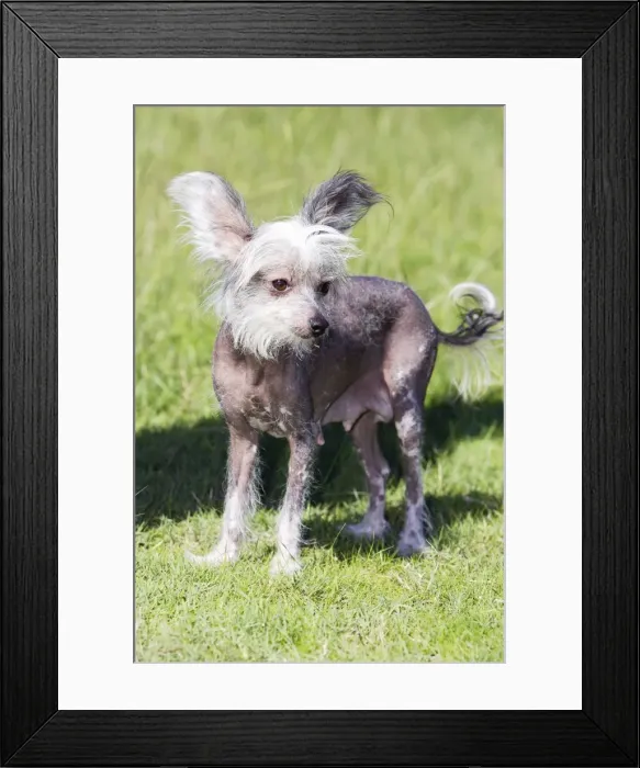 Framed Print : Chinese Crested Dog (Hairless) Framed Print : Chinese Crested Dog (Hairless)