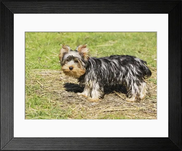 Framed Print : Yorkshire Terrier - puppy Framed Print : Yorkshire Terrier - puppy
