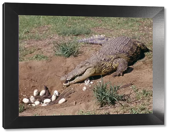 Nile Crocodile - With eggs and babies in hollow