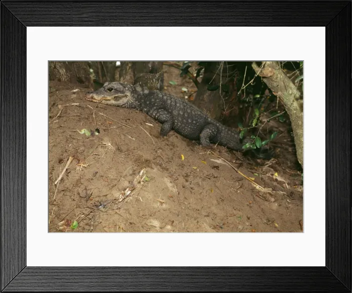 Framed Print : West African dwarf crocodile / broad nosed crocodile - on nest mound Framed Print : West African dwarf crocodile / broad nosed crocodile - on nest mound