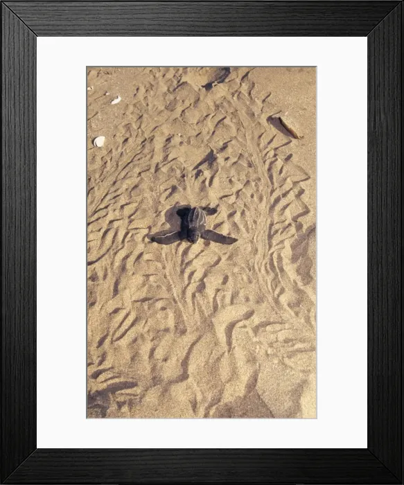 Framed Print : Leatherback Turtle Costa Rica Framed Print : Leatherback Turtle Costa Rica