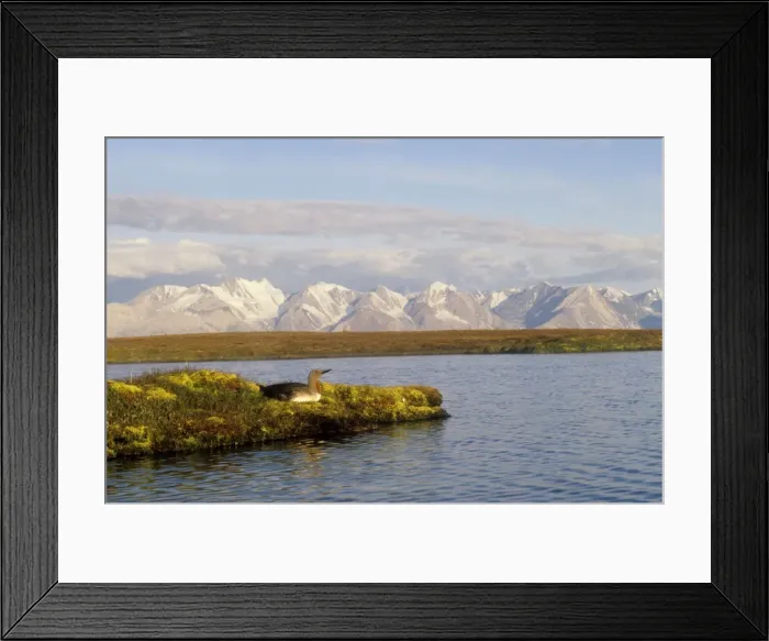 Framed Print : Red-throted Diver Greenland Framed Print : Red-throted Diver Greenland
