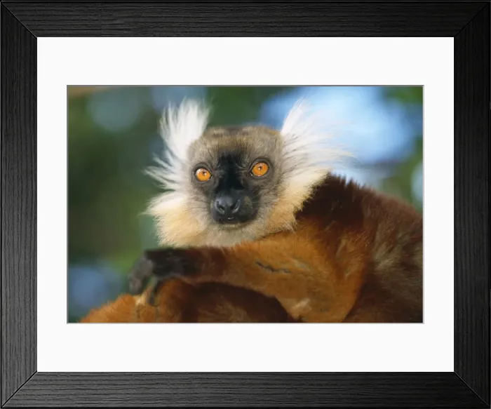 Framed Print : Black / Brown Lemur - Female Framed Print : Black / Brown Lemur - Female