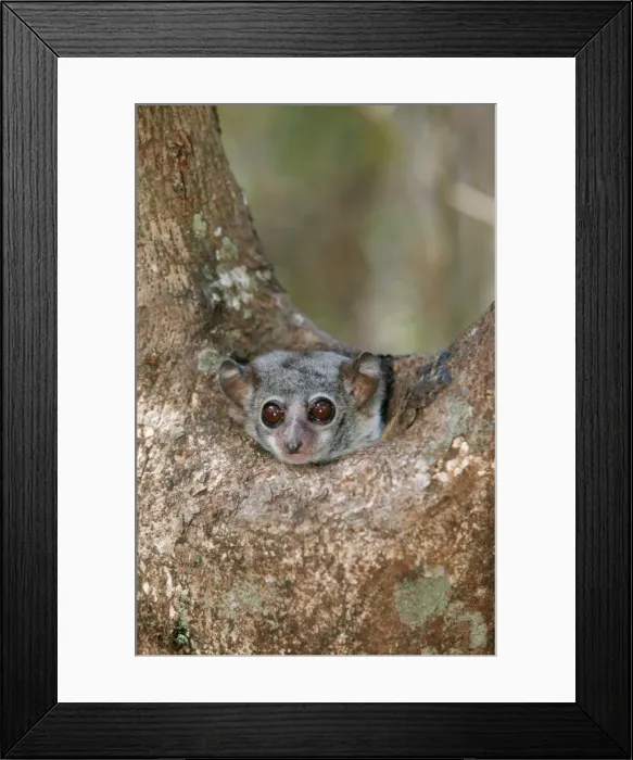 Framed Print : Wessel Lemur, Milne Edward Framed Print : Wessel Lemur, Milne Edward