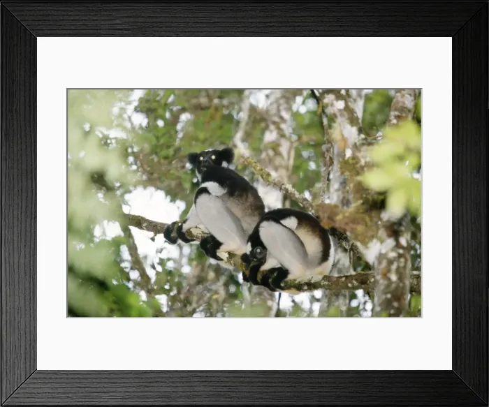 Framed Print : Indri - in tree Perinet Reserve Madagascar Framed Print : Indri - in tree Perinet Reserve Madagascar