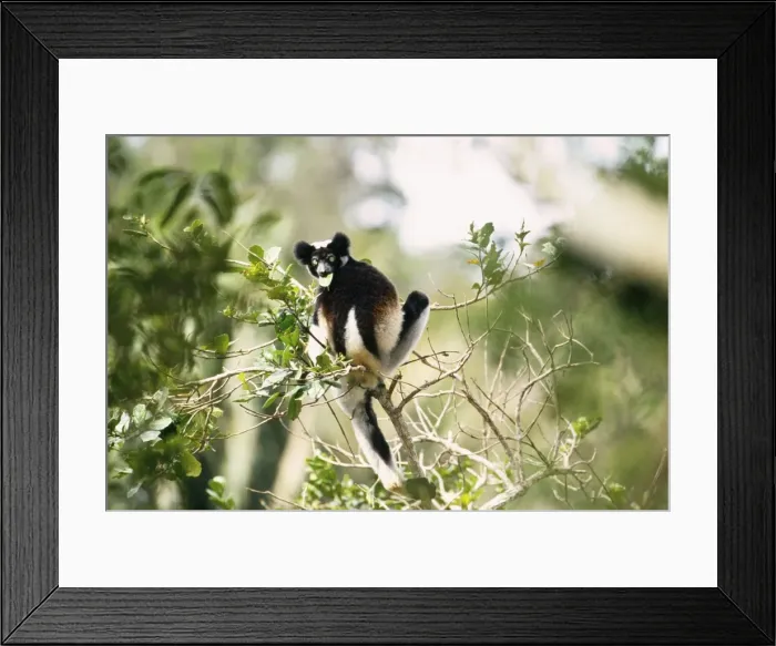 Framed Print : Indri - in tree Madagascar Framed Print : Indri - in tree Madagascar