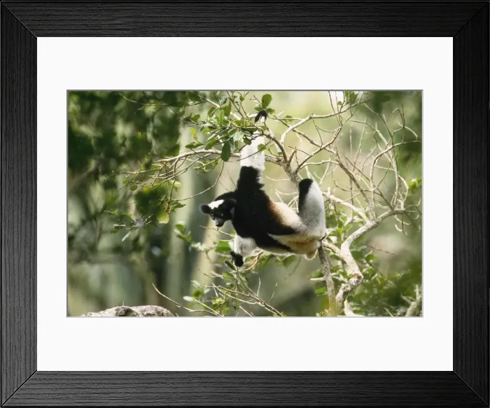 Framed Print : Indri - in tree Perinet Reserve Madagascar Framed Print : Indri - in tree Perinet Reserve Madagascar