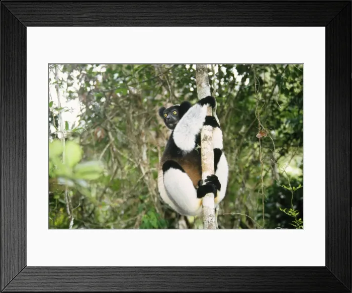 Framed Print : Indris Perinet Indris Reserve, Madagascar Framed Print : Indris Perinet Indris Reserve, Madagascar