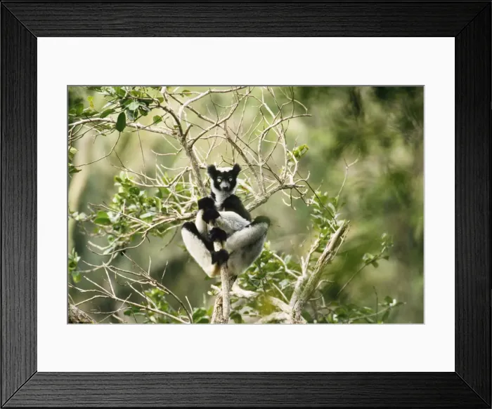 Framed Print : Indris Perinet Indris Reserve, Madagascar Framed Print : Indris Perinet Indris Reserve, Madagascar