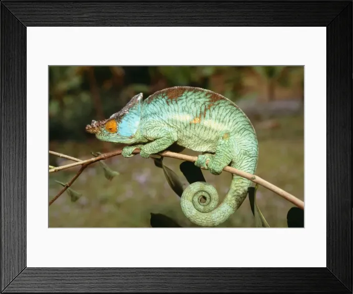 Framed Print : Chameleon Madagascar Framed Print : Chameleon Madagascar