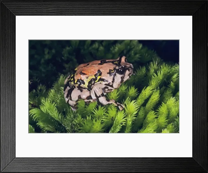 Framed Print : Painted Burrowing Frog - on moss Madagascar Framed Print : Painted Burrowing Frog - on moss Madagascar