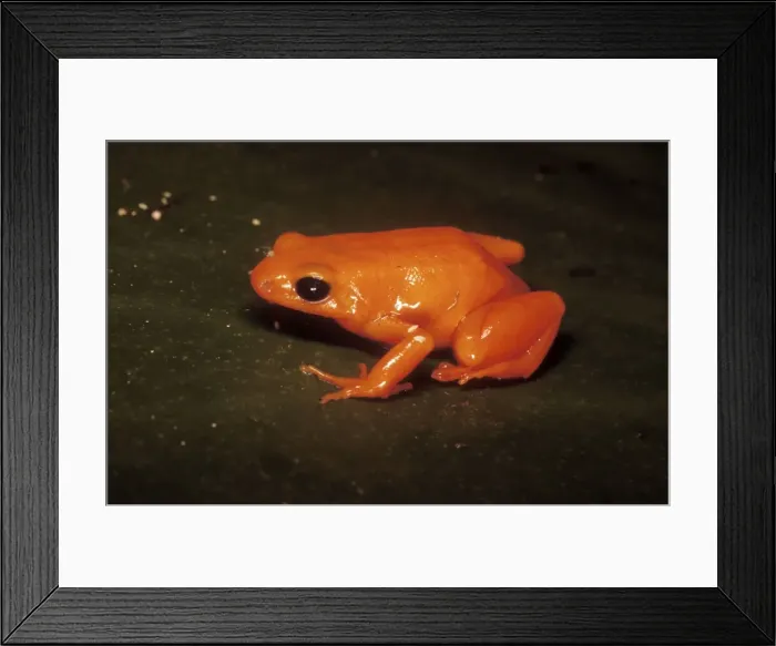 Framed Print : Golden Mantella Frog Madagascar Framed Print : Golden Mantella Frog Madagascar
