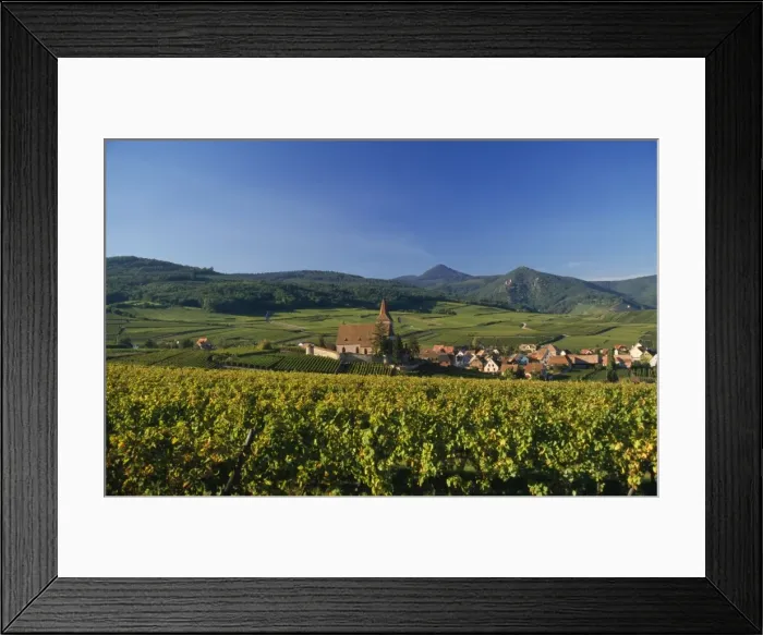 Framed Print : France - Vineyard Alsace 68 Framed Print : France - Vineyard Alsace 68