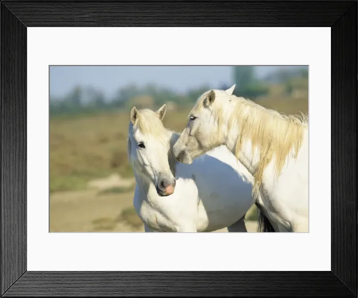 Framed Print : Camargue Horse Framed Print : Camargue Horse