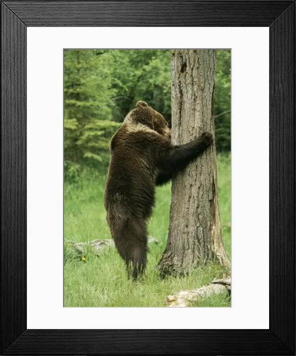 Framed Print : Grzzly Bear Framed Print : Grzzly Bear