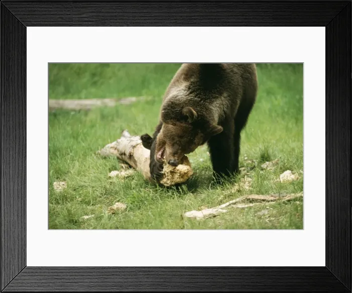 Framed Print : Grizzly Bear Chewing Framed Print : Grizzly Bear Chewing