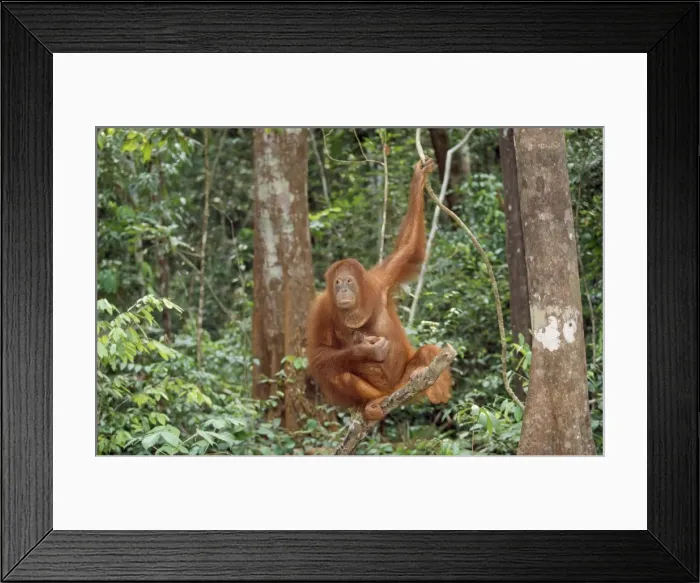 Framed Print : Orang-utan Borneo Framed Print : Orang-utan Borneo