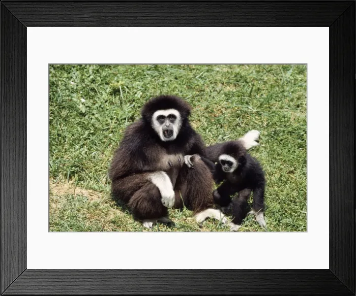 Framed Print : White-handed Gibbon - & baby Framed Print : White-handed Gibbon - & baby